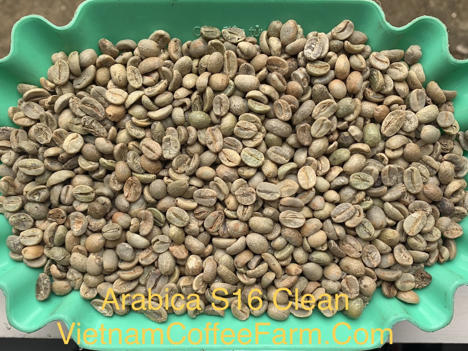 Arabica S16 Clean IMG_5922