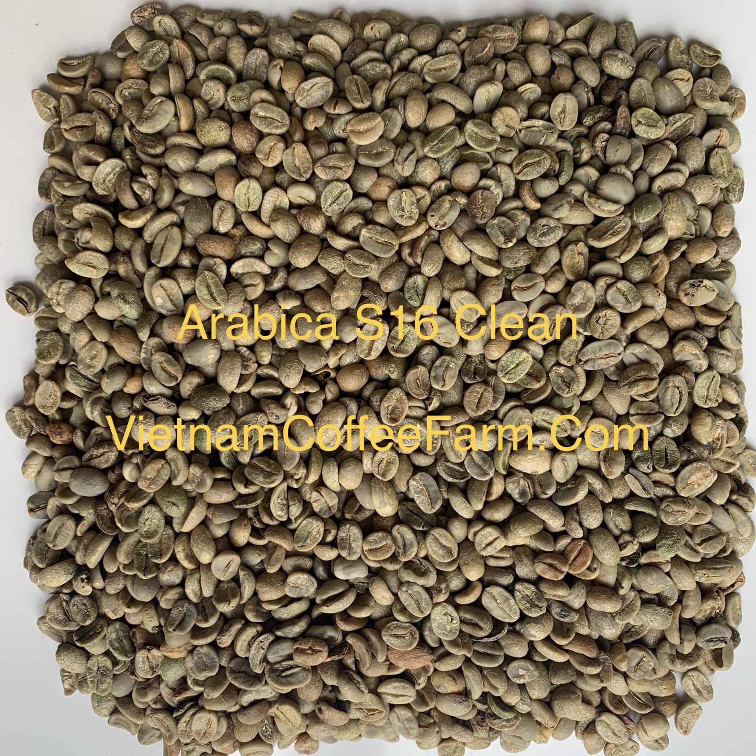 Arabica S16 Clean IMG_5924