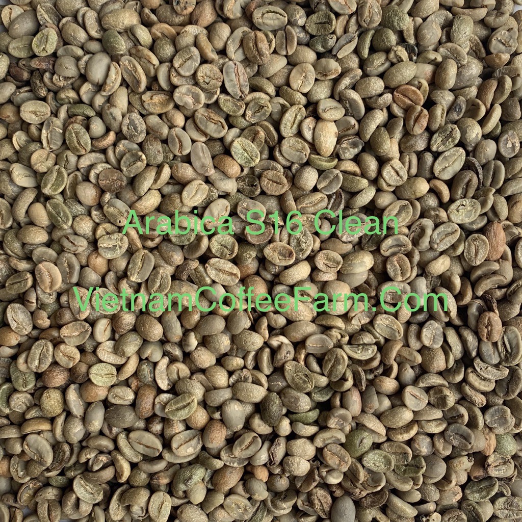 Arabica S16 Clean IMG_5925