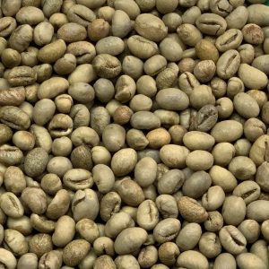 Culi Robusta s16+