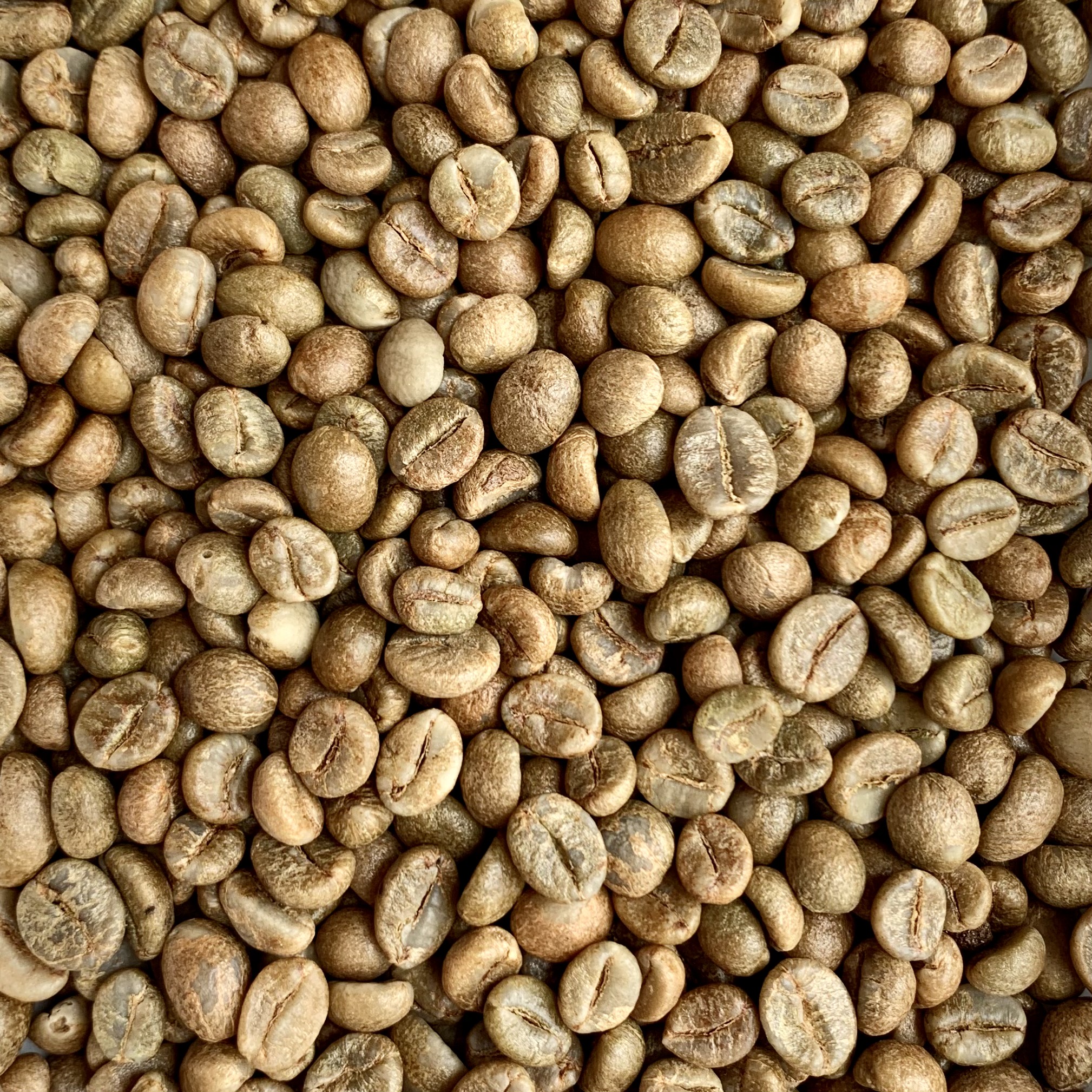 Honey Robusta S14 Honey Robusta S14