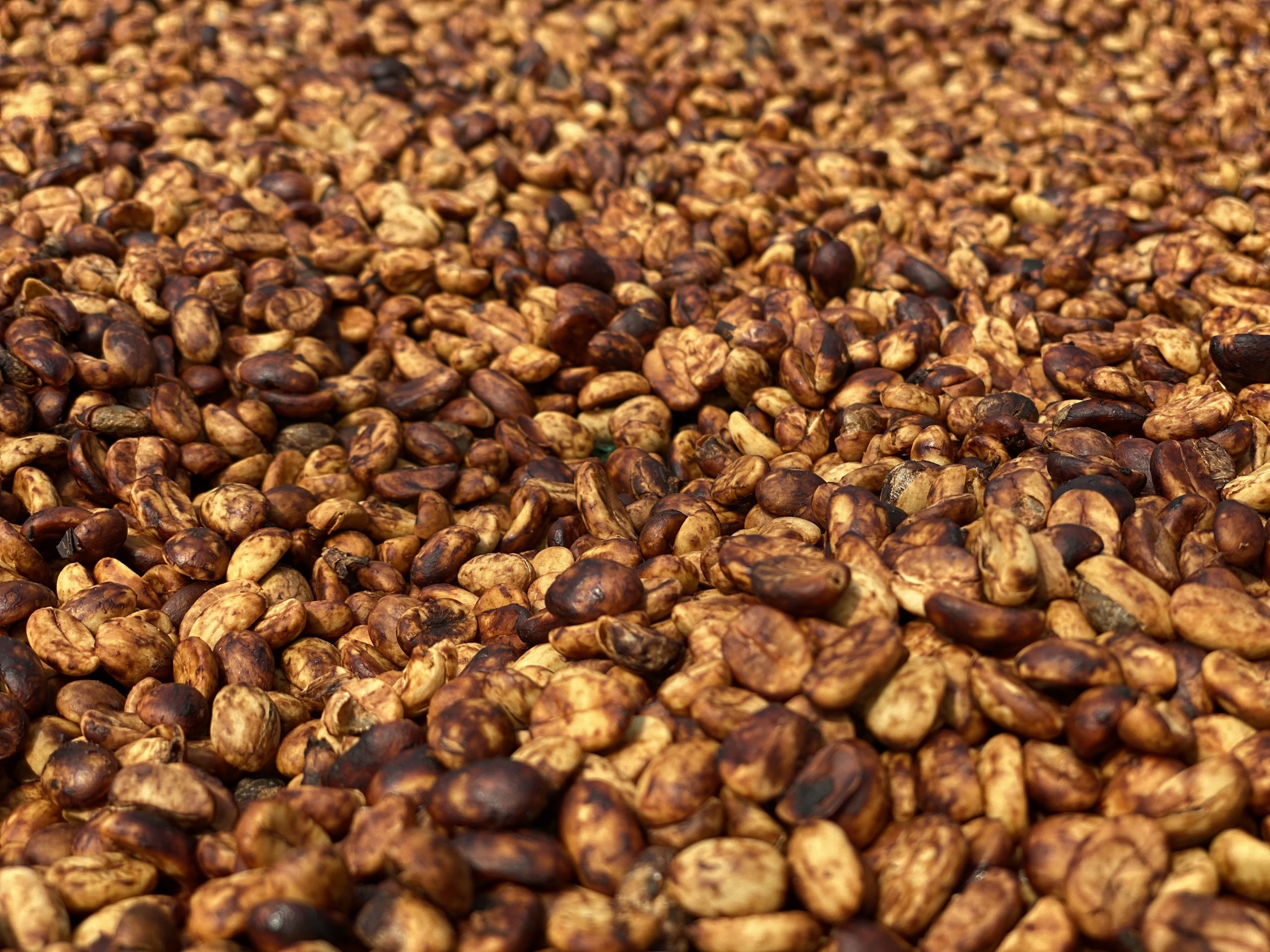 Catimor Blend