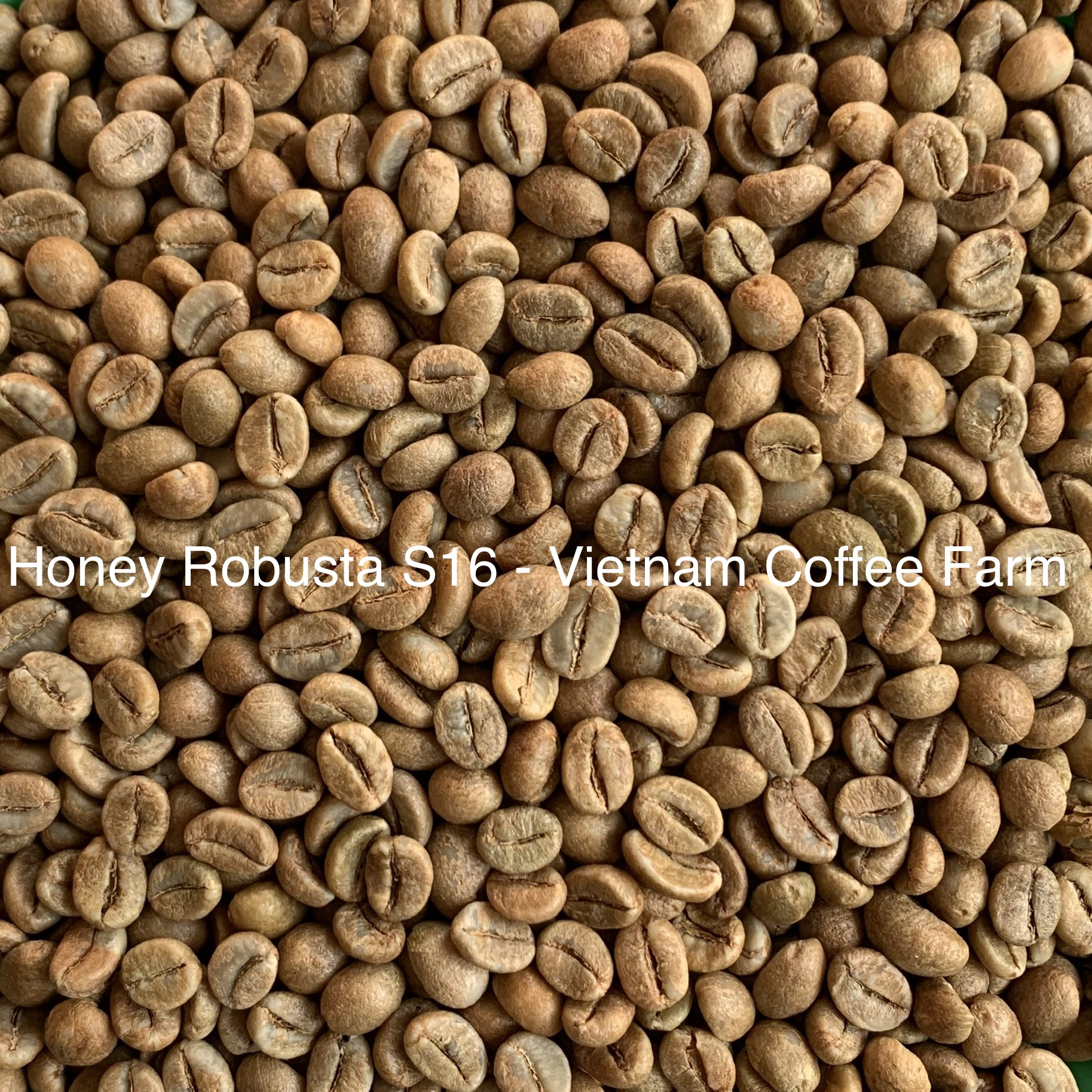 Honey Robusta s14